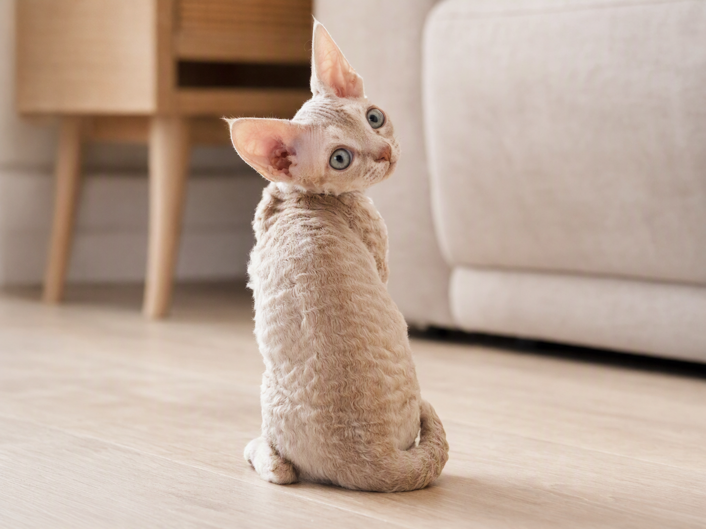 Before-and-after pet clothing virtual try-on created from a real pet photo and pet apparel product image