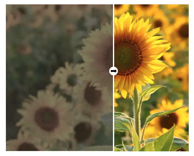 Before-and-after comparison of sunflower footage showing smoother motion using RoboNeo AI video frame interpolation.