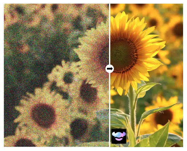 Before-and-after comparison of sunflower video demonstrating noise removal and cleaner details with RoboNeo AI video denoising