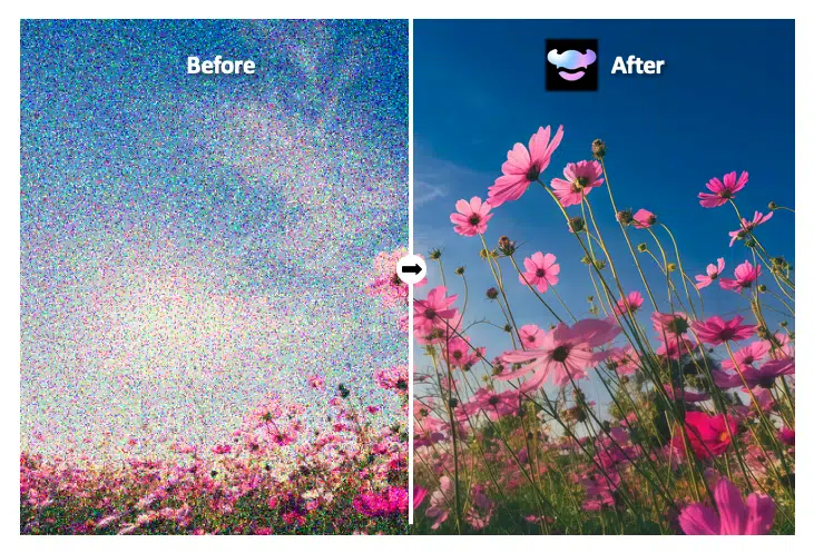 AI video denoising before-and-after of a grainy flower field restored to clear, vibrant footage using RoboNeo noise reduction and grain removal