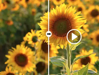 Before-and-after sunflower example showing still image transformed into motion using RoboNeo AI image-to-video generation.