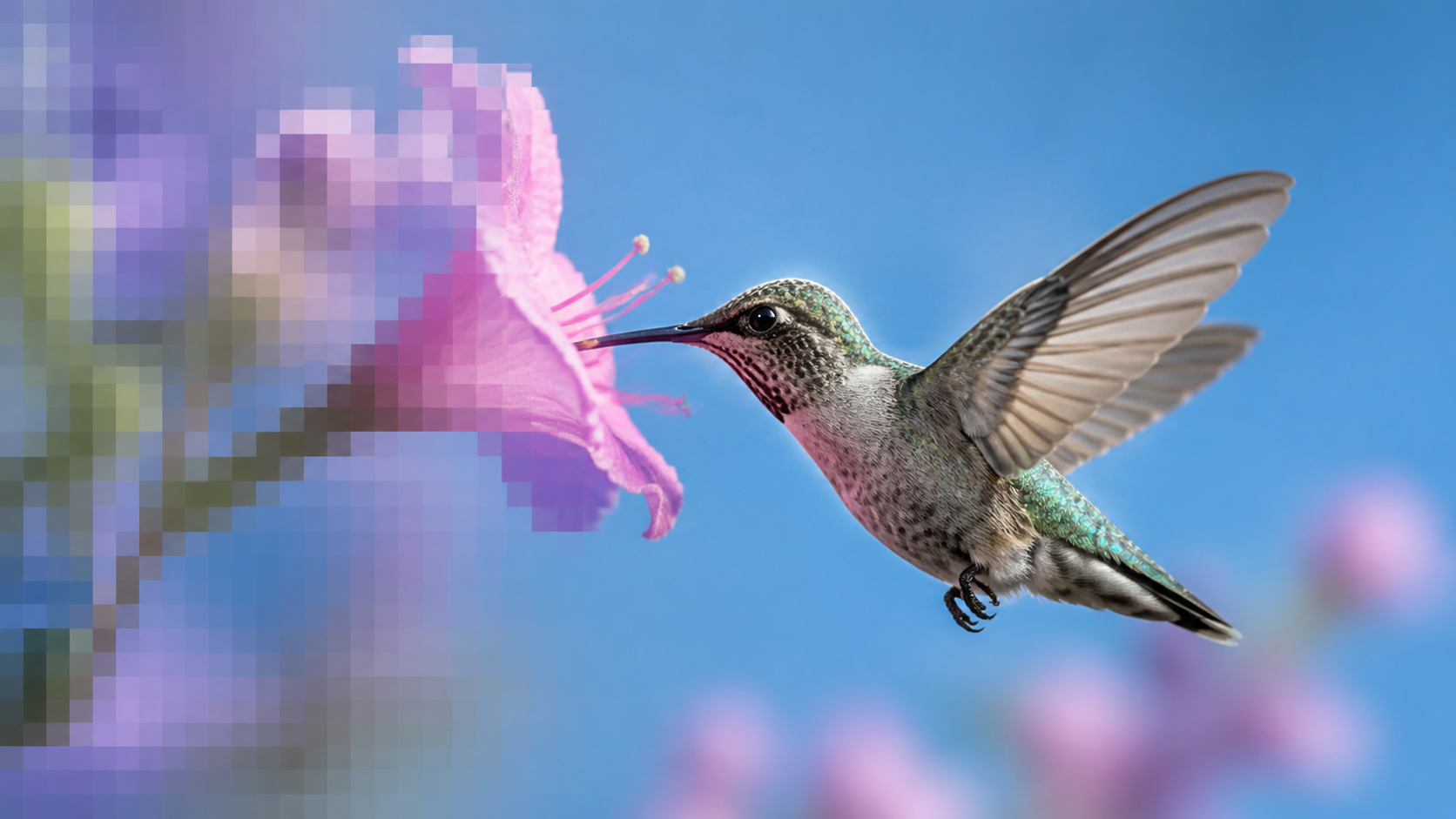 RoboNeo AI Image Enhancer hummingbird photo