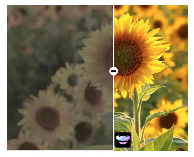 Sharp, smooth-motion sunflower video frame after RoboNeo AI frame interpolation